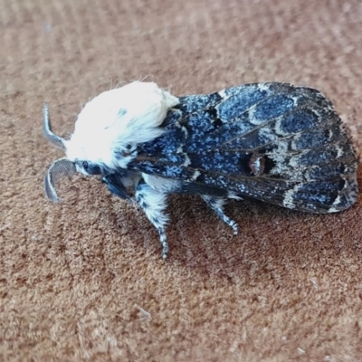 Genduara punctigera (Spotted Clear Winged Snout Moth) at Rugosa - 8 Mar 2024 by SenexRugosus