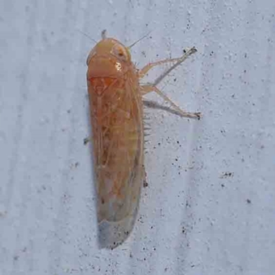 Cicadellidae (family) (Unidentified leafhopper) at Turner, ACT - 3 Mar 2024 by ConBoekel