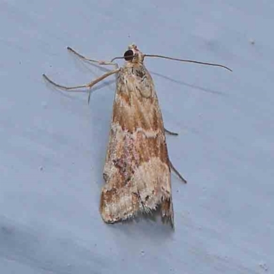 Hellula hydralis (Cabbage Centre Moth) at Turner, ACT - 3 Mar 2024 by ConBoekel
