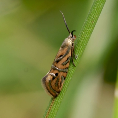 Glyphipterix cyanochalca (A sedge moth) at Yanununbeyan State Conservation Area - 8 Mar 2024 by DPRees125