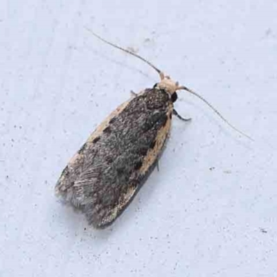 Hoplostega ochroma (a Eulechria Group moth) at Turner, ACT - 3 Mar 2024 by ConBoekel