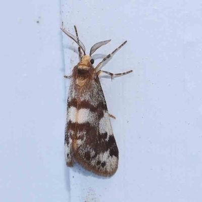 Anestia (genus) (A tiger moth) at Turner, ACT - 3 Mar 2024 by ConBoekel