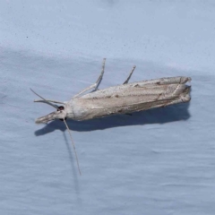 Culladia cuneiferellus (Crambinae moth) at Turner, ACT - 3 Mar 2024 by ConBoekel
