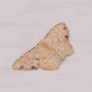 Idaea halmaea at Turner, ACT - 3 Mar 2024 09:02 PM