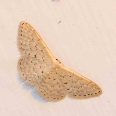 Idaea philocosma (Flecked Wave) at Turner, ACT - 3 Mar 2024 by ConBoekel