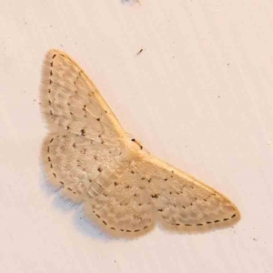 Idaea philocosma at Turner, ACT - 3 Mar 2024 09:01 PM