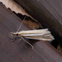Hednota relatalis (A Crambid moth) at Turner, ACT - 3 Mar 2024 by ConBoekel