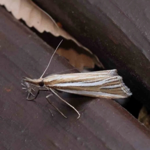 Hednota relatalis at Turner, ACT - 3 Mar 2024