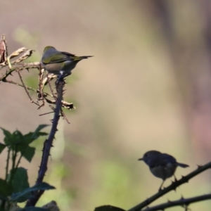 Zosterops lateralis at Taralga, NSW - 8 Mar 2024 03:52 PM