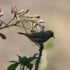 Zosterops lateralis at Taralga, NSW - 8 Mar 2024 03:52 PM