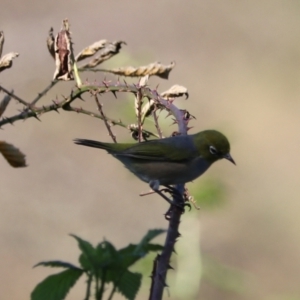 Zosterops lateralis at Taralga, NSW - 8 Mar 2024 03:52 PM