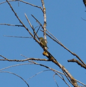 Zosterops lateralis at Bannaby, NSW - 8 Mar 2024 03:55 PM