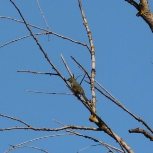 Zosterops lateralis at Bannaby, NSW - 8 Mar 2024 03:55 PM