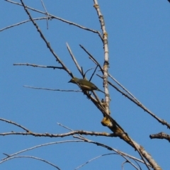 Zosterops lateralis at Bannaby, NSW - 8 Mar 2024 03:55 PM