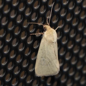 Leucania abdominalis at Turner, ACT - 2 Mar 2024