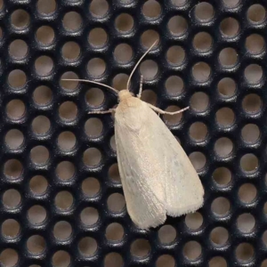 Leucania abdominalis at Turner, ACT - 2 Mar 2024