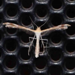 Megalorhipida leucodactyla (Spiderling Moth) at Turner, ACT - 3 Mar 2024 by ConBoekel