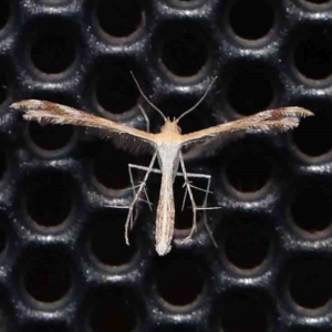 Megalorhipida leucodactyla at Turner, ACT - 3 Mar 2024 08:58 PM