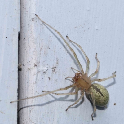 Cheiracanthium sp. (genus) (Unidentified Slender Sac Spider) at Turner, ACT - 3 Mar 2024 by ConBoekel