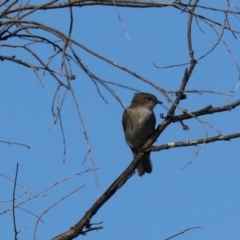 Microeca fascinans (Jacky Winter) at Bannaby, NSW - 8 Mar 2024 by Rixon