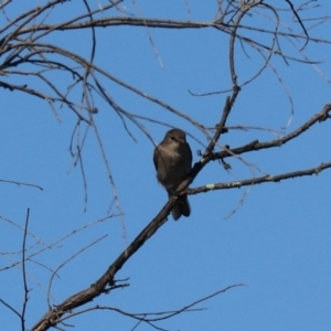 Microeca fascinans at Bannaby, NSW - 8 Mar 2024