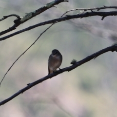 Microeca fascinans at Bannaby, NSW - 8 Mar 2024