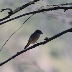 Microeca fascinans at Bannaby, NSW - 8 Mar 2024