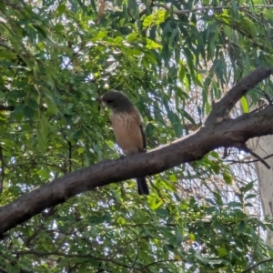 Pachycephala rufiventris at Phillip, ACT - suppressed