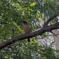 Pachycephala rufiventris at Phillip, ACT - suppressed