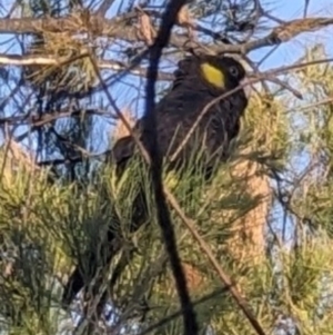 Zanda funerea at Deakin, ACT - 20 Oct 2023 07:48 AM