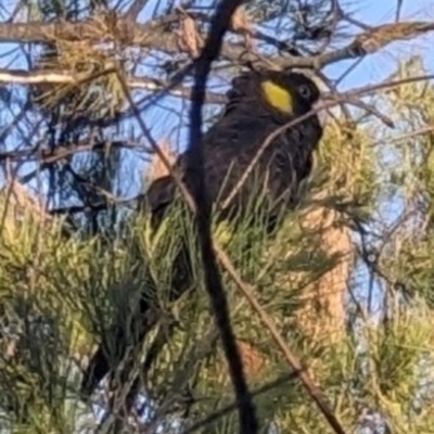 Zanda funerea (Yellow-tailed Black-Cockatoo) at Deakin, ACT - 20 Oct 2023 by dougsky