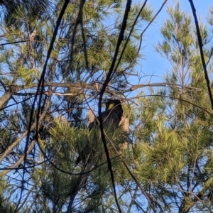 Zanda funerea at Deakin, ACT - 20 Oct 2023 07:48 AM