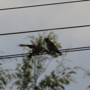 Carduelis carduelis at Yarra, NSW - 6 Mar 2024