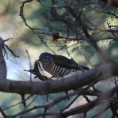 Chrysococcyx lucidus at Goulburn, NSW - 5 Mar 2024