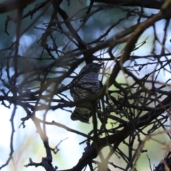 Chrysococcyx lucidus at Goulburn, NSW - 5 Mar 2024