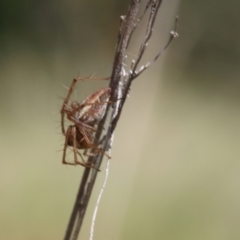 Oxyopes sp. (genus) (Lynx spider) at Lyons, ACT - 9 Mar 2024 by ran452