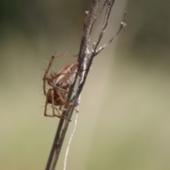 Oxyopes (genus) (Lynx spider) at Lyons, ACT - 9 Mar 2024 by ran452