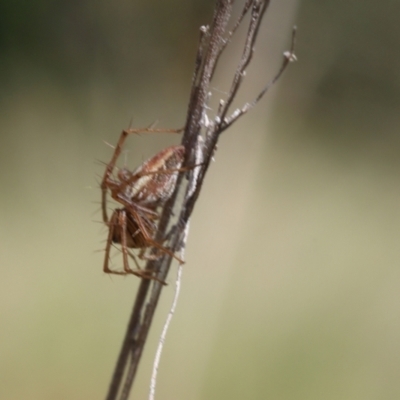 Oxyopes (genus) (Lynx spider) at Lyons, ACT - 9 Mar 2024 by ran452