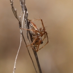 Oxyopes sp. (genus) at Lyons, ACT - 9 Mar 2024