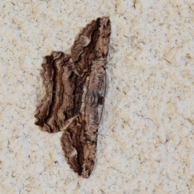Scioglyptis lyciaria (White-patch Bark Moth) at Lyons, ACT - 9 Mar 2024 by ran452