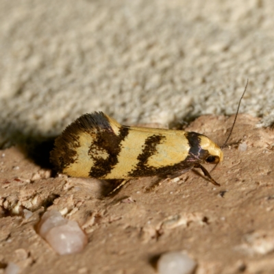 Olbonoma triptycha (Chezela Group) at Harrison, ACT - 8 Mar 2024 by DPRees125