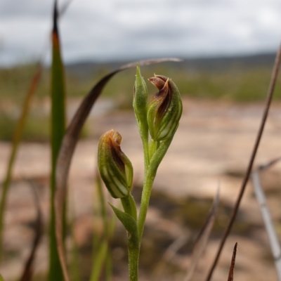 Pterostylis furva (Swarthy Tiny Greenhood) at Morton National Park - 8 Feb 2024 by RobG1