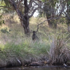Wallabia bicolor (Swamp Wallaby) at Lake Ginninderra - 8 Mar 2024 by VanceLawrence