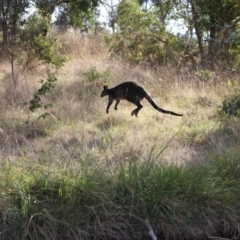 Wallabia bicolor at Lake Ginninderra - 9 Mar 2024