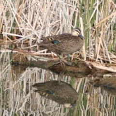 Anas superciliosa at Lake Ginninderra - 9 Mar 2024