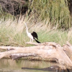 Anhinga novaehollandiae (Australasian Darter) at Lake Ginninderra - 8 Mar 2024 by VanceLawrence