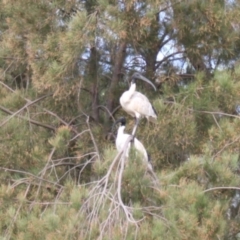 Threskiornis molucca (Australian White Ibis) at Lake Ginninderra - 9 Mar 2024 by VanceLawrence