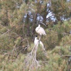 Threskiornis molucca (Australian White Ibis) at Belconnen, ACT - 8 Mar 2024 by VanceLawrence