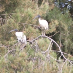 Threskiornis molucca at Lake Ginninderra - 9 Mar 2024 08:11 AM