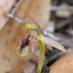 Chiloglottis seminuda (Turtle Orchid) at Sassafras, NSW - 8 Feb 2024 by RobG1